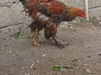 Brahma — foto 6