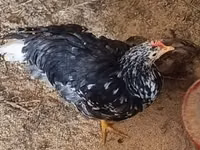 Chickens — الصورة 3