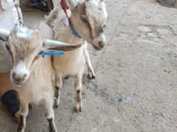 ヤギ（ロット、性別未指定）, Alpine goat — 写真 7