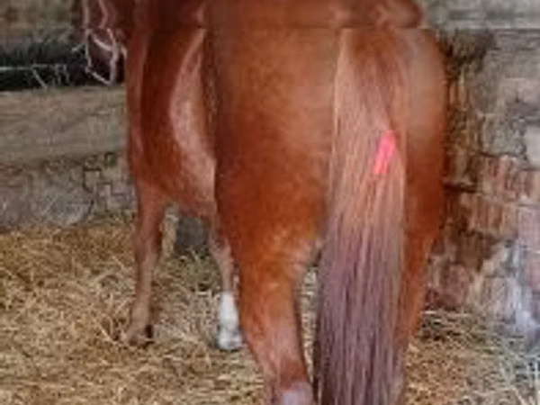 Horse (M), Horses