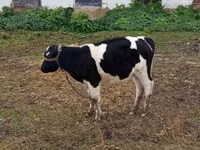 Krowa, Russian Black pied cattle — zdjęcie 1