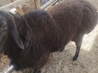 ஆண் ஆடு, ஆடுகள் — புகைப்படம் 5