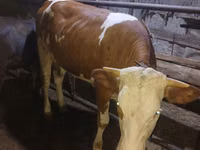 Krava, Simmental cattle — foto 2