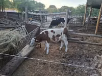 Boğa, Simmental cattle — foto 3