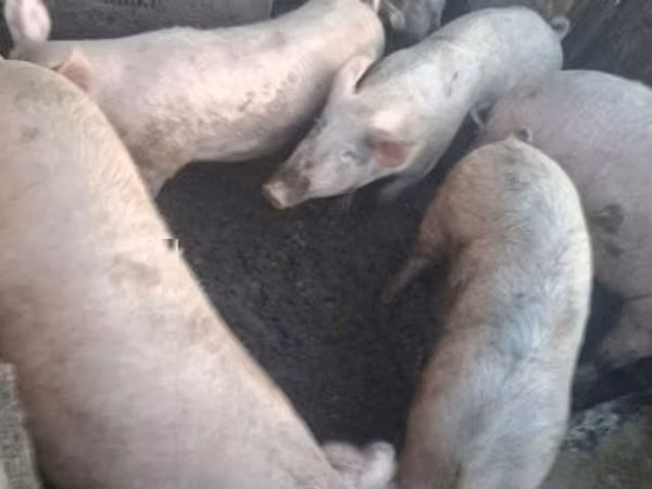 Sow, Pigs