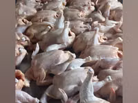 Chickens — फ़ोटो 2