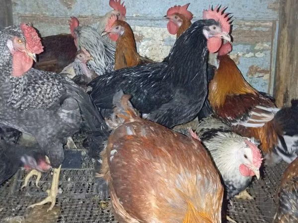 Chickens