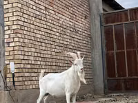 Keçiler (parti, cinsiyet belirtilmedi), Keçiler — foto 5