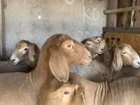 نعجة, Arashan sheep — الصورة 3