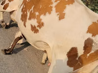 Krava, Simmental cattle — foto 5