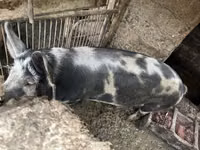 नर सूअर, सूअर — फ़ोटो 5