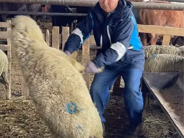 Ovce, Krasnoyarsk sheep