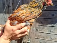 Chickens — foto 1