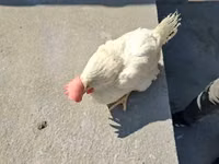 Chickens — foto 4