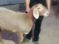 ცხვარი, Rhon sheep — ფოტო 4