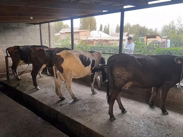 Сиыр, Russian Black pied cattle