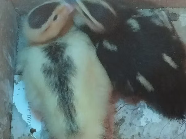 Ducks