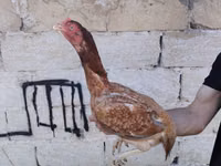 Chickens — Foto 8