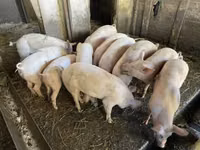 Schweine (Partie, Geschlecht nicht angegeben), Schweine — Foto 3