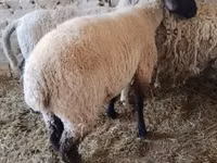 Kozy (partia, płeć nieokreślona), Kozy — zdjęcie 3