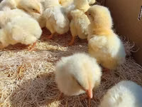 Chickens — ფოტო 5