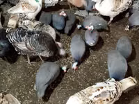 Turkeys — الصورة 1