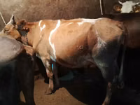 Krowa, Simmental cattle — zdjęcie 2