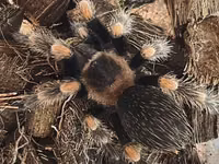 Məhsul: Seçmə tarantula balaları (sling) Növlər: - Brachypelma vagans — الصورة 2