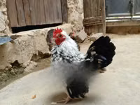 دجاج شمو — الصورة 1