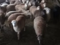 Sheep (batch, sex not specified), Sheep — photo 1