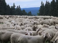 ცხვარი, Bessarabian sheep — ფოტო 5
