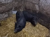 Sow, Pigs — photo 4