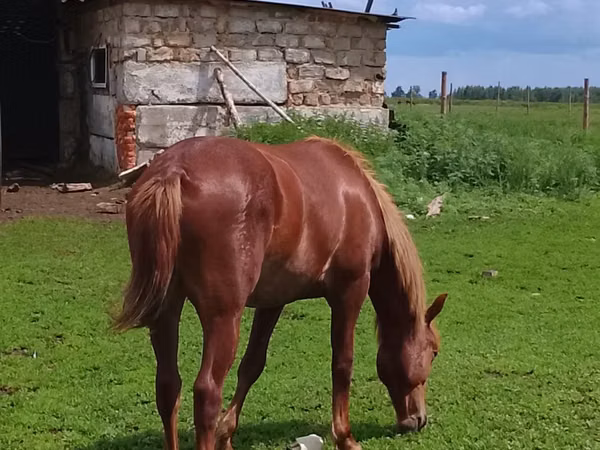 Jument, Chevaux