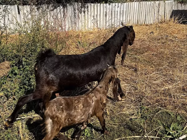 Ешкі, Kamori goats