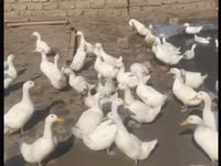 Amerykański Pekin — zdjęcie 1