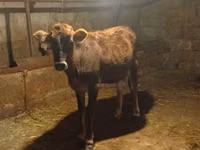 Kuh, Aserbaidschanisches Zebu — Foto 6