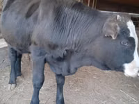 母牛, Latvian Blue cattle — 照片 3