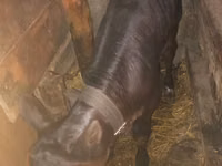 公牛, Cattle — 照片 2