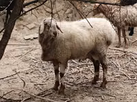 Ram, Arashan sheep — photo 2