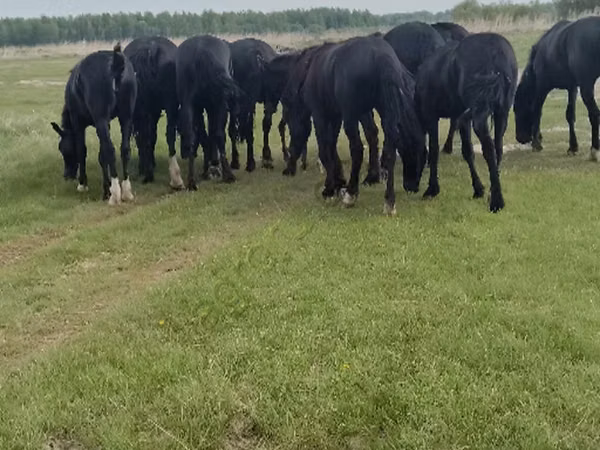Kůň, Koně — Rusko