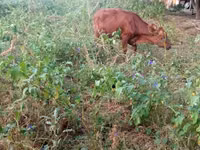 Vache, Bovins — photo 5