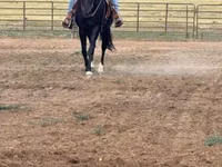 Klisna, National Show Horse — foto 1