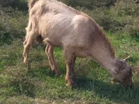 Keçi, LaMancha goats — foto 1