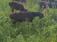 绵羊（批次，未指定性别）, Sheep — 照片 4