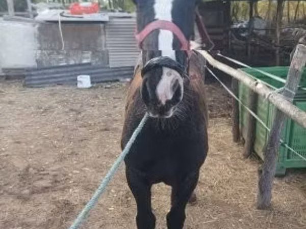 母马, Horses
