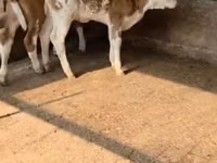Bull, Red-spotted breed — photo 6