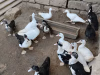 Ducks — foto 1