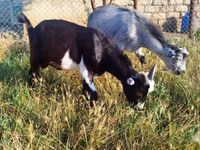 Cabro, Cabras — foto 2