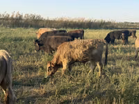 Toro, Swiss cattle — foto 6