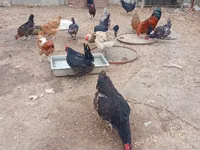 Chickens — புகைப்படம் 2
